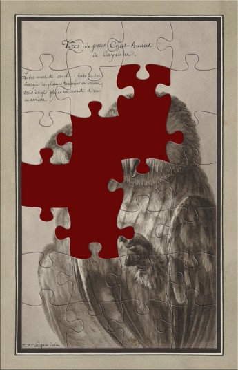 Têtes de petis chat-huants – puzzle gratuit adulte – JJ Lequeu